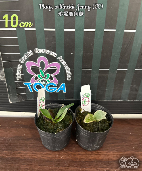 美琪園藝Miki Orchid - 批發詳細頁